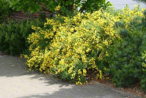 Cytisus scoparius Golden Sunlight - Gelber Ginster - 40-60