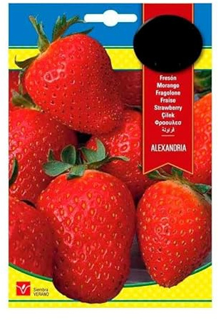 Sobre de Semillas de Fresón para Cultivar en el Hogar Fragaria Ananassa