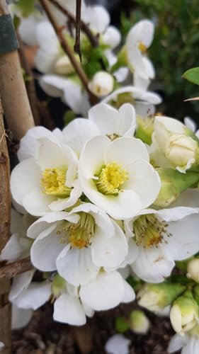 Chaenomeles speciosa 'Nivalis' / Cognassier du Japon blanc pur/Conteneur de 7 à 10 litres