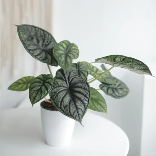 Alocasia Pflanze Samen, pflanzen garten, grünpflanzen bonsai samen, pflanzen deko geschenke für gartenliebhaber seltene pflanzen, indoor plants winterharte pflanzen für garten bio 400pcs