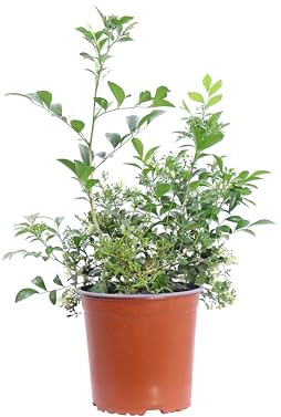 eGarden.store - Pianta vera di Murraya Paniculata o Murraya Exotica - Altezza pianta: 40 cm Diametro vaso: 17 cm - Cespuglio ornamentale dalla fioritura bianca ideale per siepi o in vaso