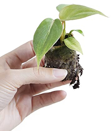 PLNTS - Baby Philodendron Philodendron Gloriosum (dark Form) - Zimmerpflanzen, Pflanzen Echt, Nachhaltige Verpackung - 3cm Stecklinge - Höhe 10cm - Direkt von der Gärtnerei
