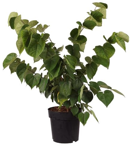 Judasbaum 'Avondale', Zierbaum, Gartenpflanze, Laubbaum, Bonsai-Baum, Blütenbaum, Ziergarten, Baum, immergrüner Baum