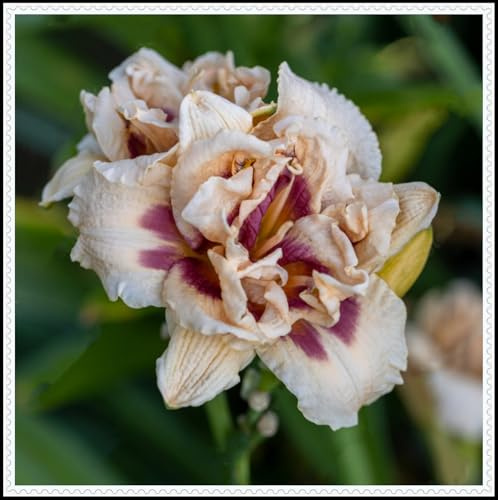 【Hcxgrtiu】Rizoma di emerocallide, crescita vigorosa, mescolato con incisioni in oro e giada, sensazione eccellente。-8 Rizoma-C