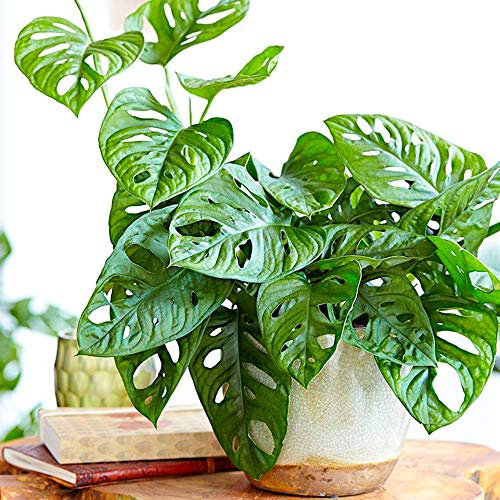 Tolle 1 x Monstera obliqua Affenblatt innen Hauspflanze 20-30cm mit Topf
