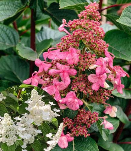 BALDUR Garten Rispen-Hortensie 'Living Infinity',1 Pflanze, blüht mehr als 150 Tage, wechselt die Blütenfarbe, Blickfang im Beet und Kübel, pflegeleicht