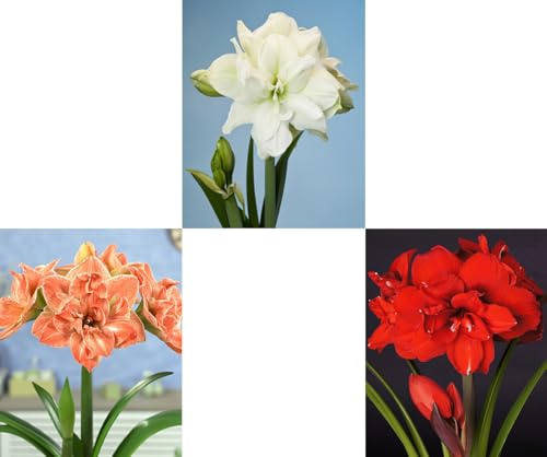 Generisch 3er Set riesengroße XXL Amaryllis (Zwiebelgröße 34/36) Hippeastrum, Ritterstern, 3 Verschiedene Amarylliszwiebeln