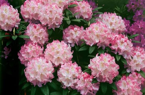 Rhododendron insigne 60-70 cm - Rhododendron, rosa Blüten, Blütezeit Mai-Juni, ideal für schattige Gärten, immergrün, pflegeleicht