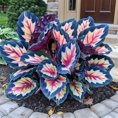 Hosta/Crop for Planting Now UK/Strong Plants That Grow Well/Mix Golden Jade Carving Feels