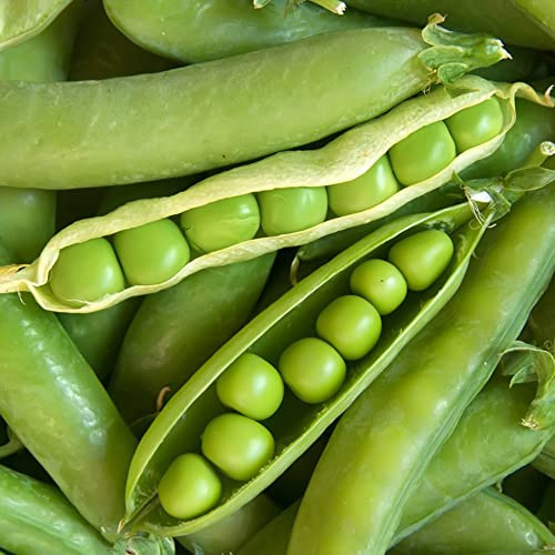 semi di pisello - invernali biologici balcone giardino resistenti decorativa 50pcs