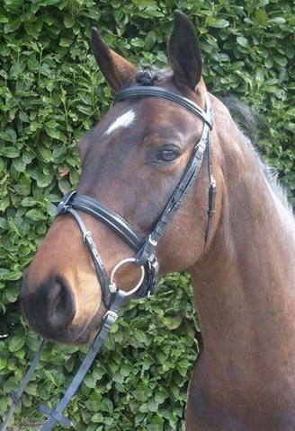 PreCara Classic Kaltblut