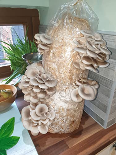 Foragers Table Mushroom Growing Kit, Florida Oyster Straw Log X-Large, 1 Meter Long, Mushroom Grow Kit Easy and Fast Growing, Includes Everything You Will Need Including Living Spawn
