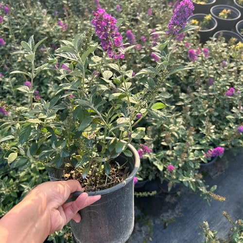 schmetterlingsflieder winterhart - exotische sommerflieder balkon deko garten 700samen