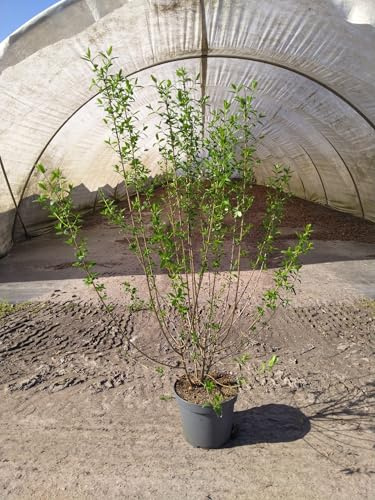 15st. Liguster ovalifolium 130-160cm im 7,5L Topf Ligustrum Ovalifolium Heckenpflanzen Gartenpflanze