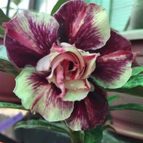 Rosa del deserto bonsai/Rosa del deserto:facile da coltivare e richiede poca manutenzione-C-4 Rhizome