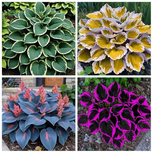 Hosta resistenti,Bulbi di hosta,miste,resistenti al freddo e alla siccità,adatte per la decorazione di giardini e balconi-4Pcs-A