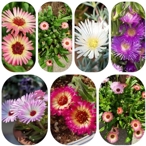 mittagsblumesamen - mehrjährig, balkon winterhart bio steingarten 150pcs