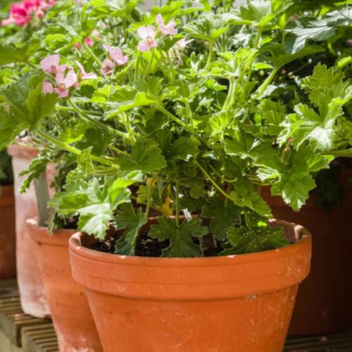 Semi di geranio limone - semi di gerani profumati, giardino giardino selvatiche verdi balcone prodotti sostenibili 300pcs