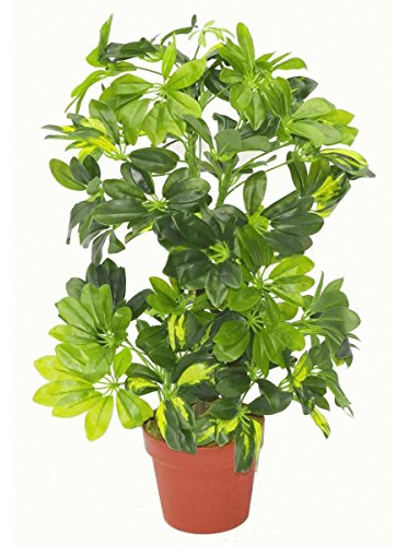 Künstliche Schefflera Arboricola Pflanze Regenschirm, 75 cm, Goldfarben