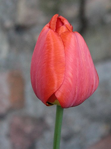 Tulpen Van Eijk Tulpenzwiebeln (20 Blumenzwiebeln)