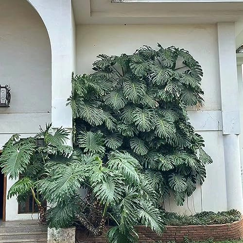 semillas de monstera - resistentes para el jardín raras interior perennes decorativas 85pcs