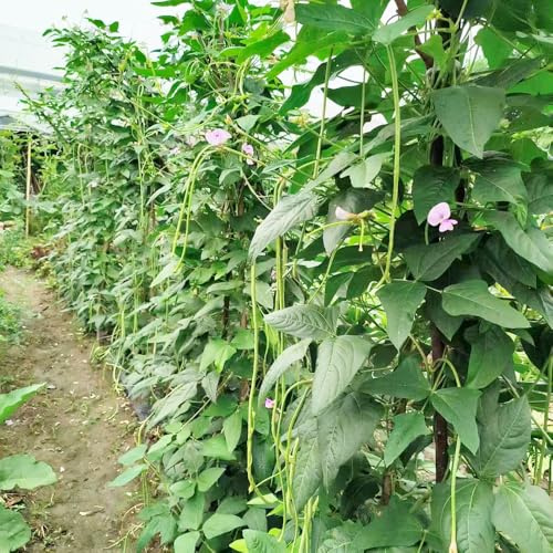 fagiolo metro, fagiolo asparago da orto da giardino semi di fagioli metrici Coltivazione di rampicanti rare varietà antichi in vaso 25semi