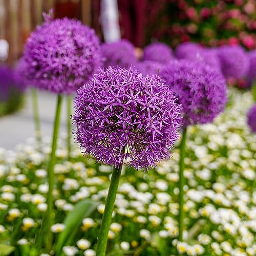 allium Coltivare giardino su un balcone Allium giganteum decorazioni giardino per esterni sostenibili in vaso decorazione balcone 16bulbi