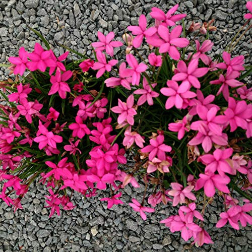 Portal Cool Rhodohypoxis Alpine perenne 9 cm y 3,3 Pot. 2 diferente para £ 7.99