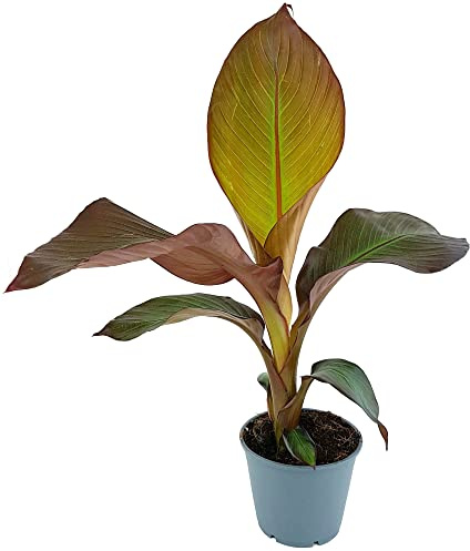Fangblatt - Ensete maurelli - rote Zierbanane im Ø 12 cm Topf - exotische Grünpflanze für Ihren Zimmerdschungel