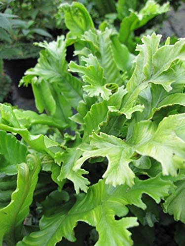 Hirschzungenfarn Cristanum - Asplenium scolopendrium - Hahnenkammfarn