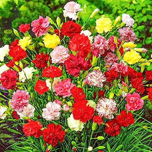 NIKA SEEDS - Seeds Flowers Carnation Grenadine Mix Annual - 100 Seeds