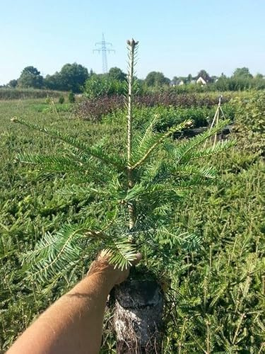 25st. Weißtanne 30-40cm im Topf Jungpflanzen – Abies alba | Heimische Forstpflanze & Nadelbaum | Robuste, immergrüne Tannen für Wald, Garten & Aufforstung
