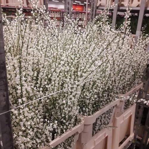 semi di ginestra primaverile, selvatici scopa resistente ornamentali decorazione di recisi, rampicanti resistenti rare, 60pcs