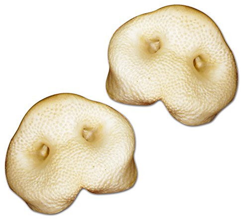 Schecker Hundensnack - gepuffte Schweinenase - EIN zäher, Aber Nicht allzu Harter Kausnack - 5 Stück - Honignasen