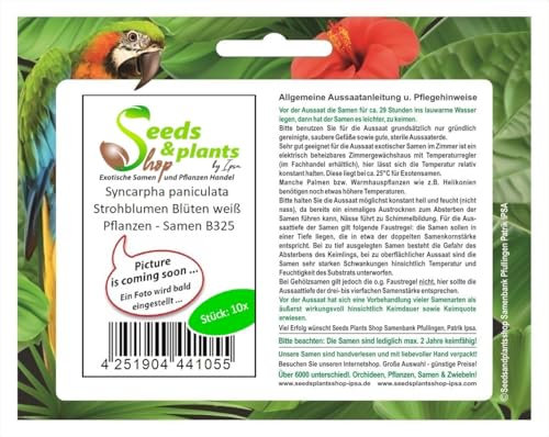Stk - 10x Syncarpha paniculata Strohblumen Blüten weiß Pflanzen - Samen B325 - Seeds & Plants Shop by Ipsa
