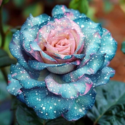 Rizoma Di Rosa Raro, Perenne, Adatto A Primavera E Autunno, Ideale Per La Vista In Giardino, Non Necessita Di Irrigazione-1 Rizoma-J