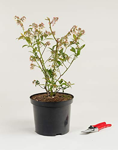 Heidelbeere Goldtraube - Vaccinium corymbosum Goldtraube 40-60 cm hoch - Garten von Ehren