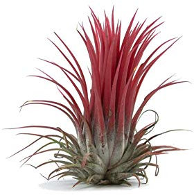 Biotope Aquatics Ltd - Tillandsia Air Plants Ionantha Rubra Red - Collection Indoor House Plant Flower for Gift Present Special Occasion