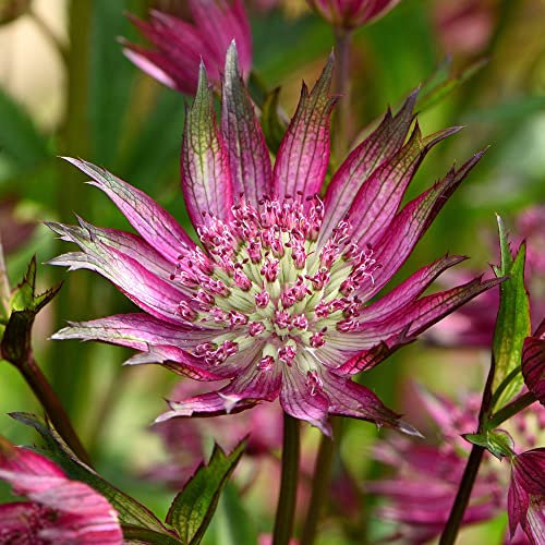 Astrantia Star of Love - Masterwort | Deciduous Outdoor Perennial Garden Plant (20-30cm Incl. Pot)