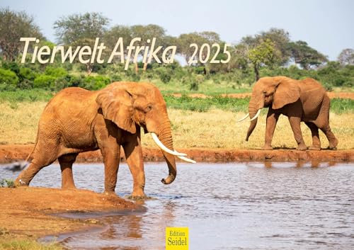 Edition Seidel Premium Kalender Tierwelt Afrika 2025 Format DIN A3 Wandkalender Tierkalender Löwen Tiger Elefanten Zebras Giraffen Erdmännchen Flamingos Savanne