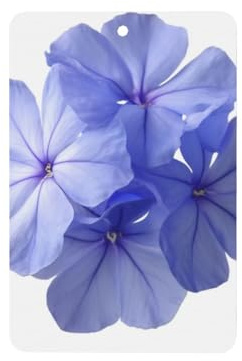 Cute Blue Phlox Flower Car Air Fresheners 4 Pcs Hanging Scented Cards Fragrance Scented Cards For Car Aromatherapy Tablets