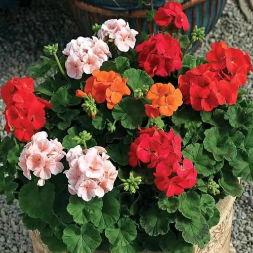 geranien indoor kräutergarten zimmerpflanze winterharte stauden für pralle sonne schnittblumen wildkräuter schmetterlingsflieder mehrjährige blumensamen dekopflanzen zimmerbonsai 450samen