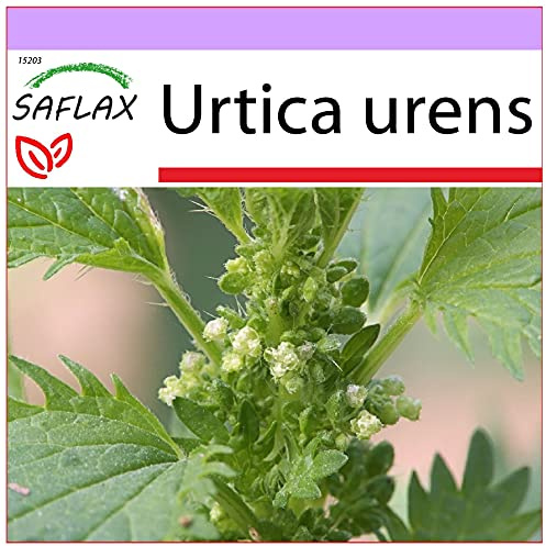SAFLAX - Heilpflanzen - Brennessel - 150 Samen - Urtica urens