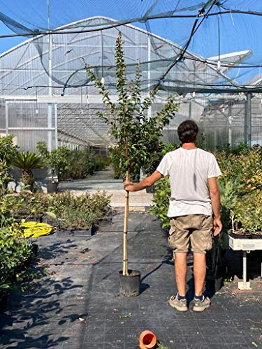 Lagerstroemia indica pianta ad alberello in vaso ø26 cm h150 CM circa FOTO REALE Colori Misti