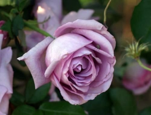Kletterrose Azubis ® Containerrosen im großen 7,5 Liter Topf