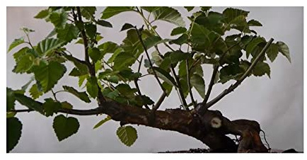 Stk - 10x Betula pubescens Baum Garten Pflanzen - Samen ID1134 - Seeds & Plants Shop by Ipsa