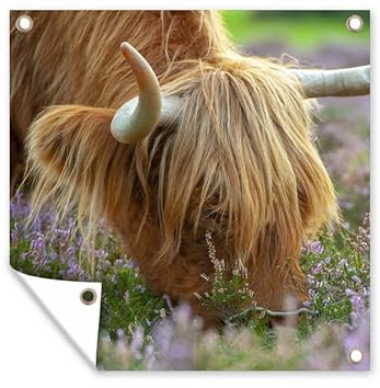 MuchoWow Outdoor-Poster Poster Wanddeko draußen Deko Garten Gartenposter 100x100 cm Schottischer Hochländer - Hörner - Heidekraut