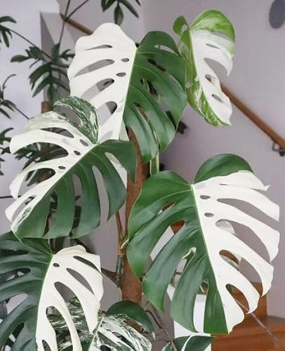 50 graines de plantes fraîches de Monstera