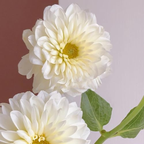 2bulbi tuberi di dalia perenni resistenti autunnali, primaverili dalia da interno, bouquet, giardino