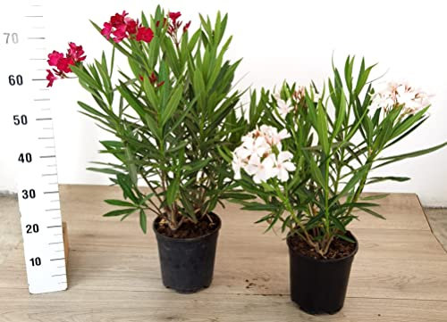 POWERS TO FLOWERS - OLEANDRO ROSSO e BIANCO, vaso 19cm diametro, piante vere